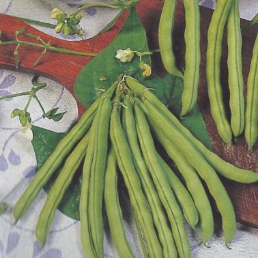 Climbing Bean Rakker (Phaseolus) 300 seeds